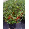 Ilex X meserveae 'Berryific' (Holly) Evergreen, Male & female in