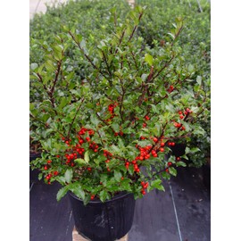 Ilex X meserveae 'Berryific' (Holly) Evergreen, Male & female in same pot, #3 - Size Container