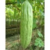 Bitter Gourds Seeds (Asian vegetable) "Green Skin" - 8-10" long