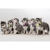 Paquete de 16 collares para cachorros, collares para cachorros, para