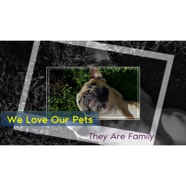 Zone Protects Bad Dog Training Bundle; Chewing and Digging Prevention, Chew Bone