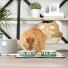 Bone Dry Ceramic Cat Bowls for Food & Water Microwave