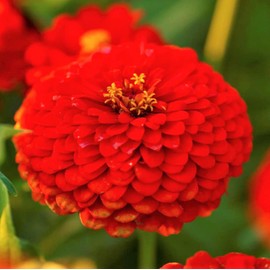 TomorrowSeeds - Cherry Queen Zinnia Seeds - 600+ Count Packet - for 2024 Red Zinnia Elegans Giant Cut and Come Again Heat Tolerant Long Blooms