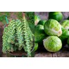 NIKA SEEDS - Seeds Vegetable Brussels Sprout Cabbage Long Island