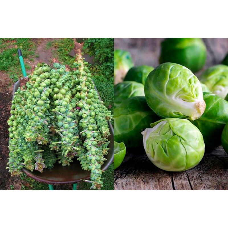 NIKA SEEDS - Seeds Vegetable Brussels Sprout Cabbage Long Island