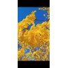 Seed-Top 60 YellowTabebuia Seeds Trumpet Tree Handroanthus chrysotrichus Rare Tree