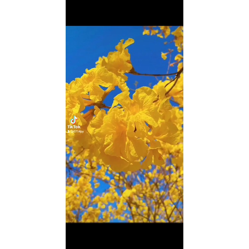 Seed-Top 60 YellowTabebuia Seeds Trumpet Tree Handroanthus chrysotrichus Rare Tree
