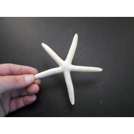 Florida Shells and Gifts 12 White Pencil (Finger) Starfish 4-5" Beach Wedding Nautical Decor Crafts Art