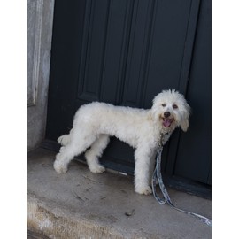 Country Brook Petz - Mountain Viper Camo Martingale Dog Collar and Leash - Camouflage Collection Featuring Rugged Designs (1 Inch, Large)