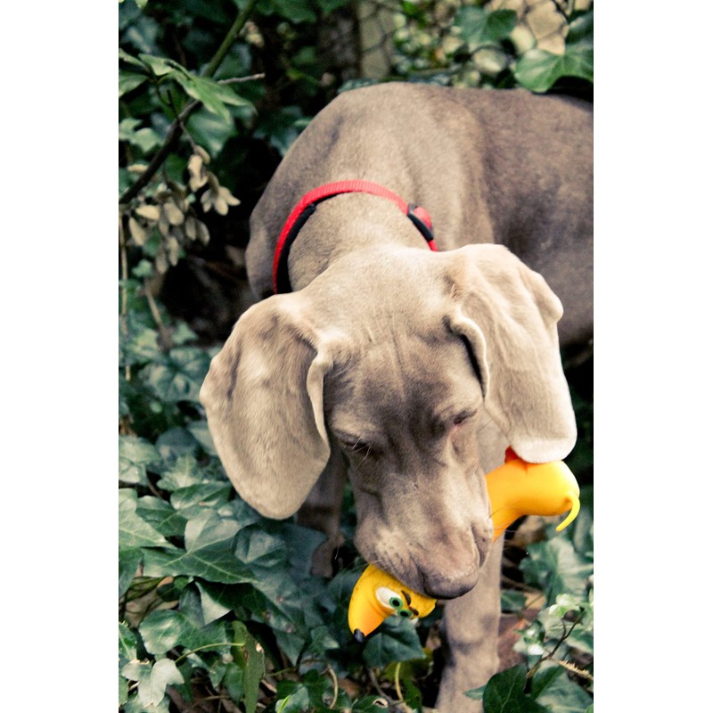 Lanco 8424678012103 Large Basset, 100% Natural Rubber