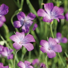 Outsidepride 1000 Seeds Annual Agrostemma Purple Flower Seeds for Planting