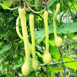 TomorrowSeeds - Tromboncino Squash Seeds - 30+ Count - for 2025 Planting Italian Zuchetta Rampicante Trombetta Tromboncino Zucchini Cucuzza Snake Bottle Gourd Vegetable Grow Your Own Home Farm Patio