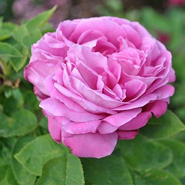 Heirloom Roses Hybrid Perpetual Plant - La Reine Fragrant Repeat Blooming Rose
