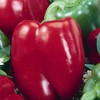 Big Red Sweet Pepper Garden Seeds - 4 Oz -