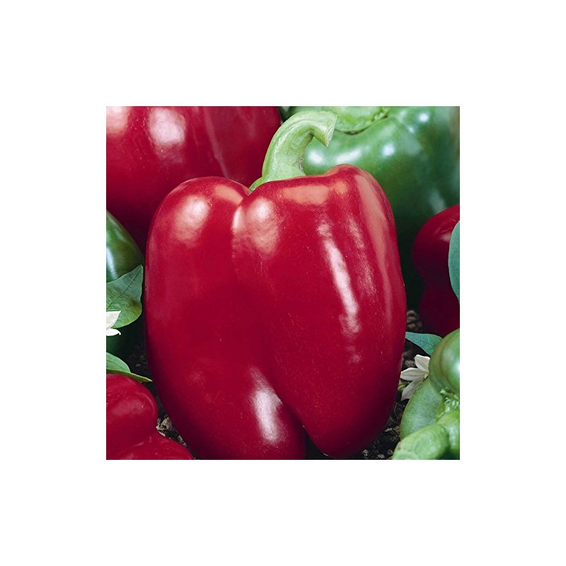 Big Red Sweet Pepper Garden Seeds - 4 Oz -