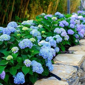 30 Mixed Blue and pink Hydrangea Seeds Giant Snowball Fast Growing Flower