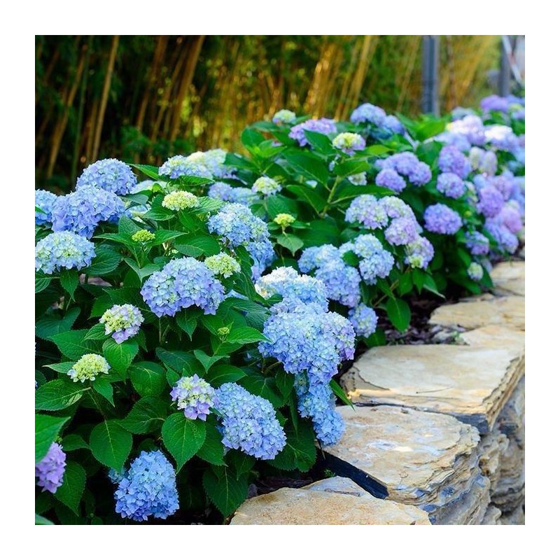 30 Mixed Blue and pink Hydrangea Seeds Giant Snowball Fast