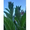 Generic 1000 Great Mullein Seeds (Verbascum Thapsus)