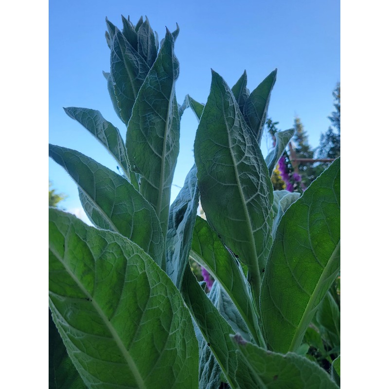 Generic 1000 Great Mullein Seeds (Verbascum Thapsus)