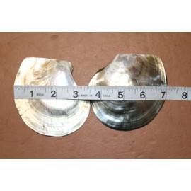 10- Natural Black Lip Seashells, Large Polished Iridescent Finish, Sailors Valentines,Jewelry Supply, SS-530