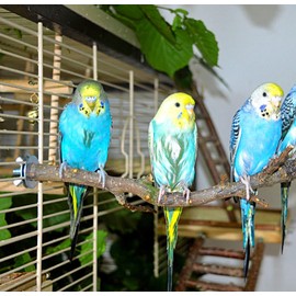 Vogelgaleria® 6 perches for budgies made of fruit branches, perches for bird cages, natural wood, bird perches