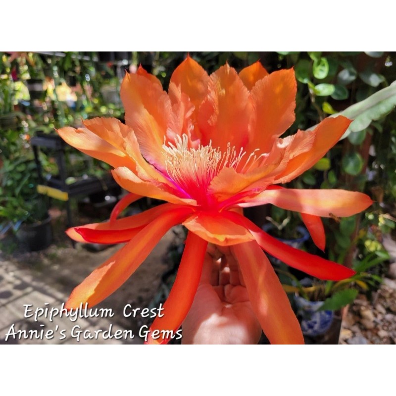 Cactus Epiphyllum Crest in 4 inch pots / Orchid Cactus
