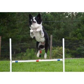 DogAgilityShop Dog Agility Equipment | Premium Single Bar Jumps | 2 Jumps total!