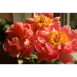 Coral Charm Peony - Semi Double Coral Peony - Large Bare Root 3-5 Eyes