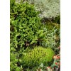 Tin Roof Treasure Small Value Fairy Garden Starter Kit Moss