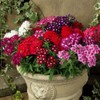 NIKA SEEDS - Seeds Flowers Verbena Hybrid Mix - 125
