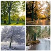 iBamso Tree Protection Film, Winter-Proof Tree Trunk Wrap Protector Guard,