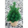 Mini Christmas Tree 33 cm Very Real Looking