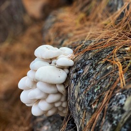 North Spore Organic Snow Oyster (500 ct) Mushroom Plugs for Logs | Premium Quality Mushroom Plug Spawn | Handmade in Maine, USA | Grow Gourmet Mushrooms Outdoors on Logs