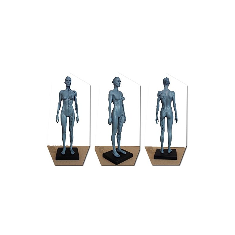Human Body Musculoskeletal Anatomical Model for Study and Teaching (30CM4)