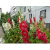 RAISE ME UP: Seeds Hollyhock Spring Mix Perennial Flowers