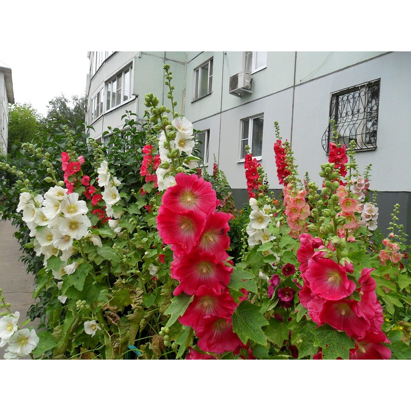 RAISE ME UP: Seeds Hollyhock Spring Mix Perennial Flowers