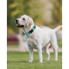 Joytale Dog Collars for Medium Dogs, Comfortable Double-Sided Reflective Nylon