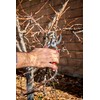 Corona BP 7100D Forged Steel DualCUT Bypass Hand Pruner -