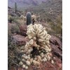 Teddy Bear Cholla Cactus (Cylindropuntia bigelovii) - Live Plant Cutting