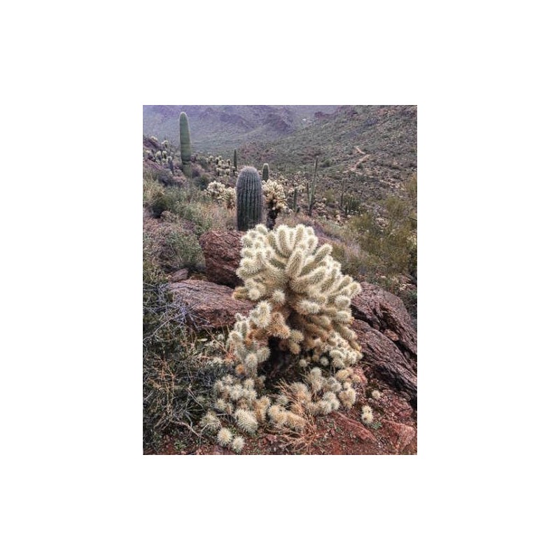 Teddy Bear Cholla Cactus (Cylindropuntia bigelovii) - Live Plant Cutting
