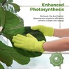 Bamworld Guantes de Microfibra para Cuidado de Plantas, Guantes de