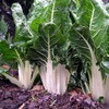 Swiss Chard Garden Seeds - Lucullus - 1 Lb -