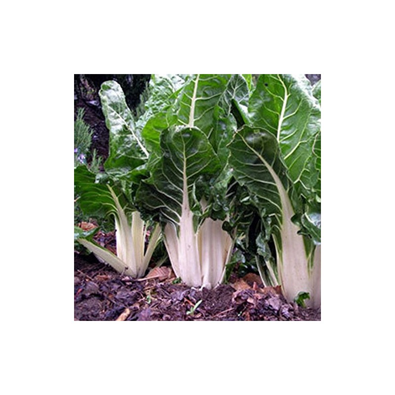 Swiss Chard Garden Seeds - Lucullus - 1 Lb -