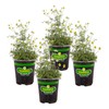 Bonnie Plants Chamomile 19.3 oz. 4-Pack