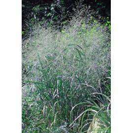 Perennial Farm Marketplace Panicum v. 'Heavy (Blue Switchgrass) Ornamental Grass, Size-#1 Container, Metallic-Bluish Foliage with Tan Colored Blooms