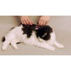 SCAREDY CUT Silent Pet Grooming Kit for Dog, Cat and