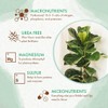 Fiddle Leaf Fig Tree Plant Food - Slow Release Fertilizer