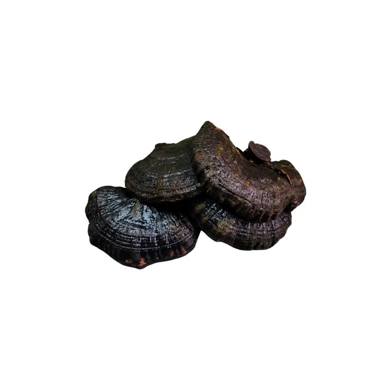 120 Caps Hongo Reishi Negro