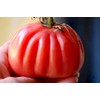 Giant Tomato 100 Pounds 20 Non-GMO Seeds for Planting