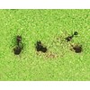 AntHouse Natural Sand Ant Farm Acrylic T Kit 15 x